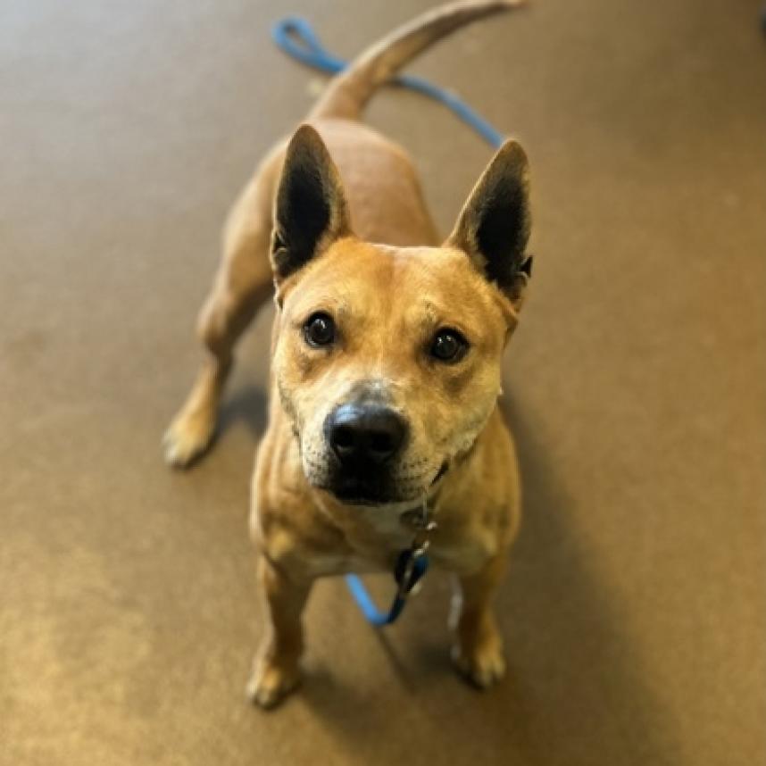 Enlarge Ace, a Adoptable Shepherd in Wichita, KS image 1/4