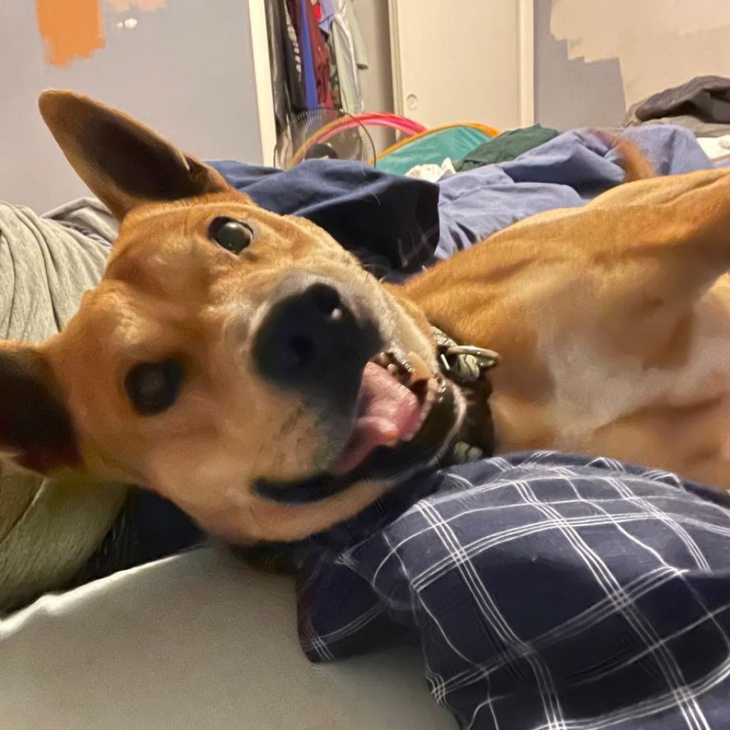 Enlarge Ace, a Adoptable Shepherd in Wichita, KS image 2/4