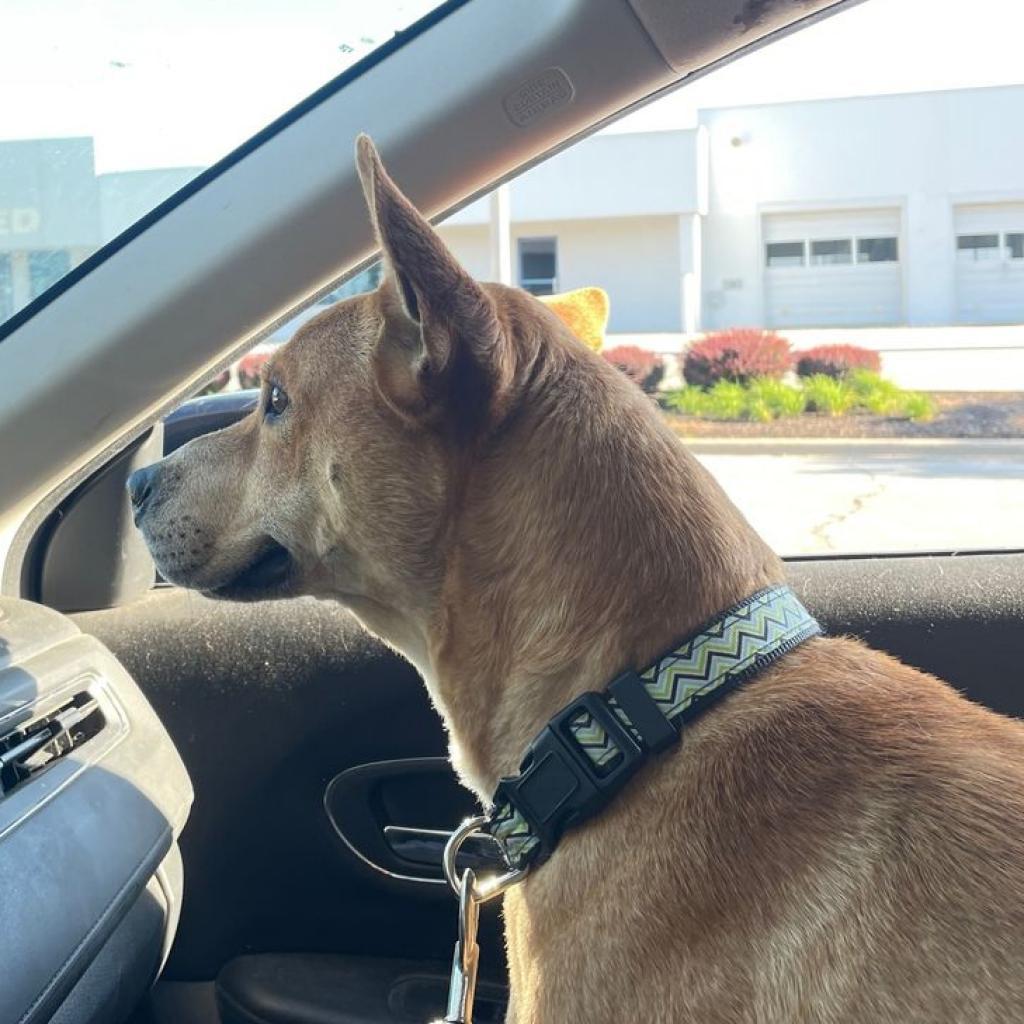 Enlarge Ace, a Adoptable Shepherd in Wichita, KS image 4/4