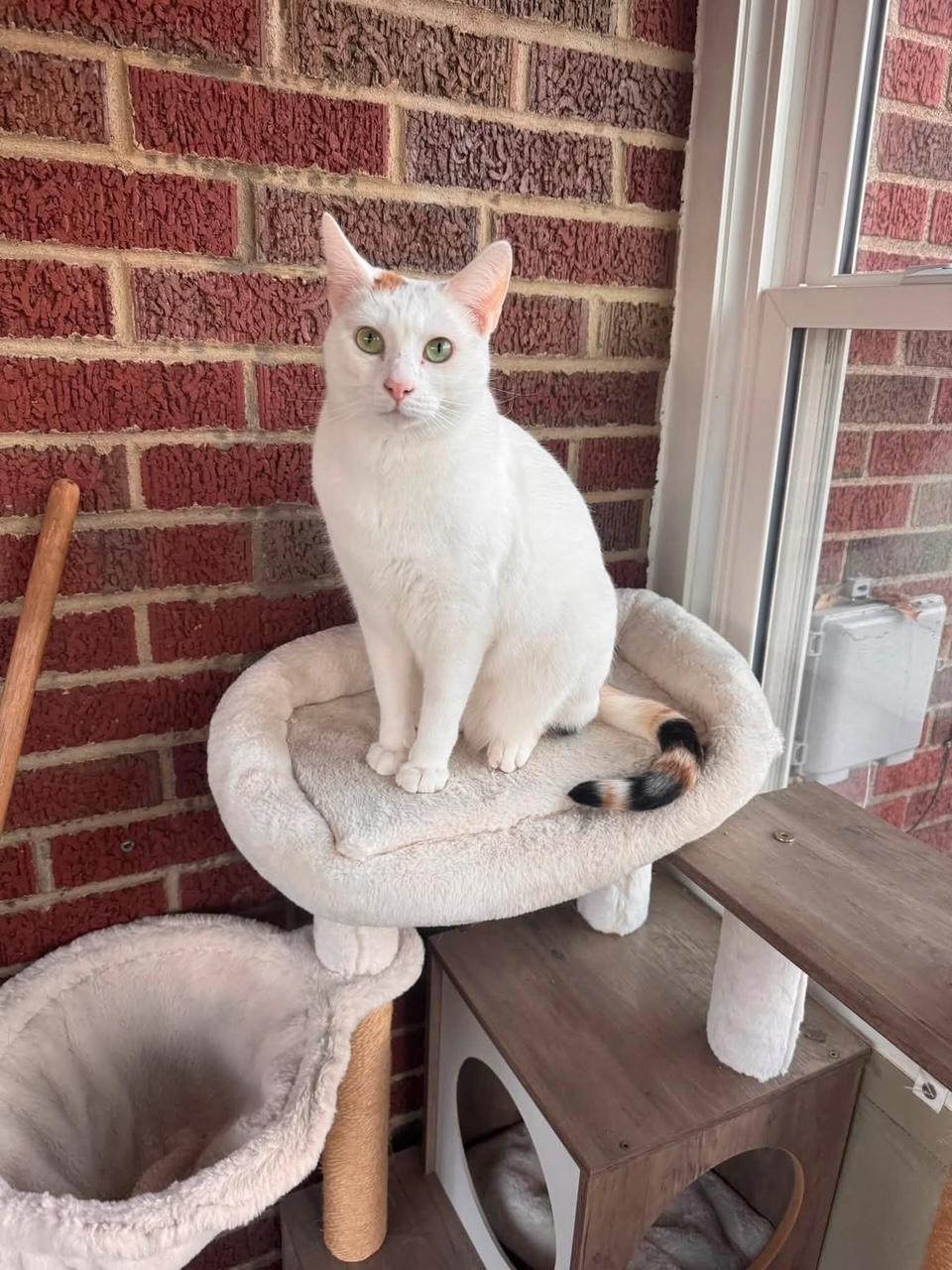 Enlarge Penny & Ralph, a ADOPTABLE Domestic Short Hair in Atwater, OH image 1/3