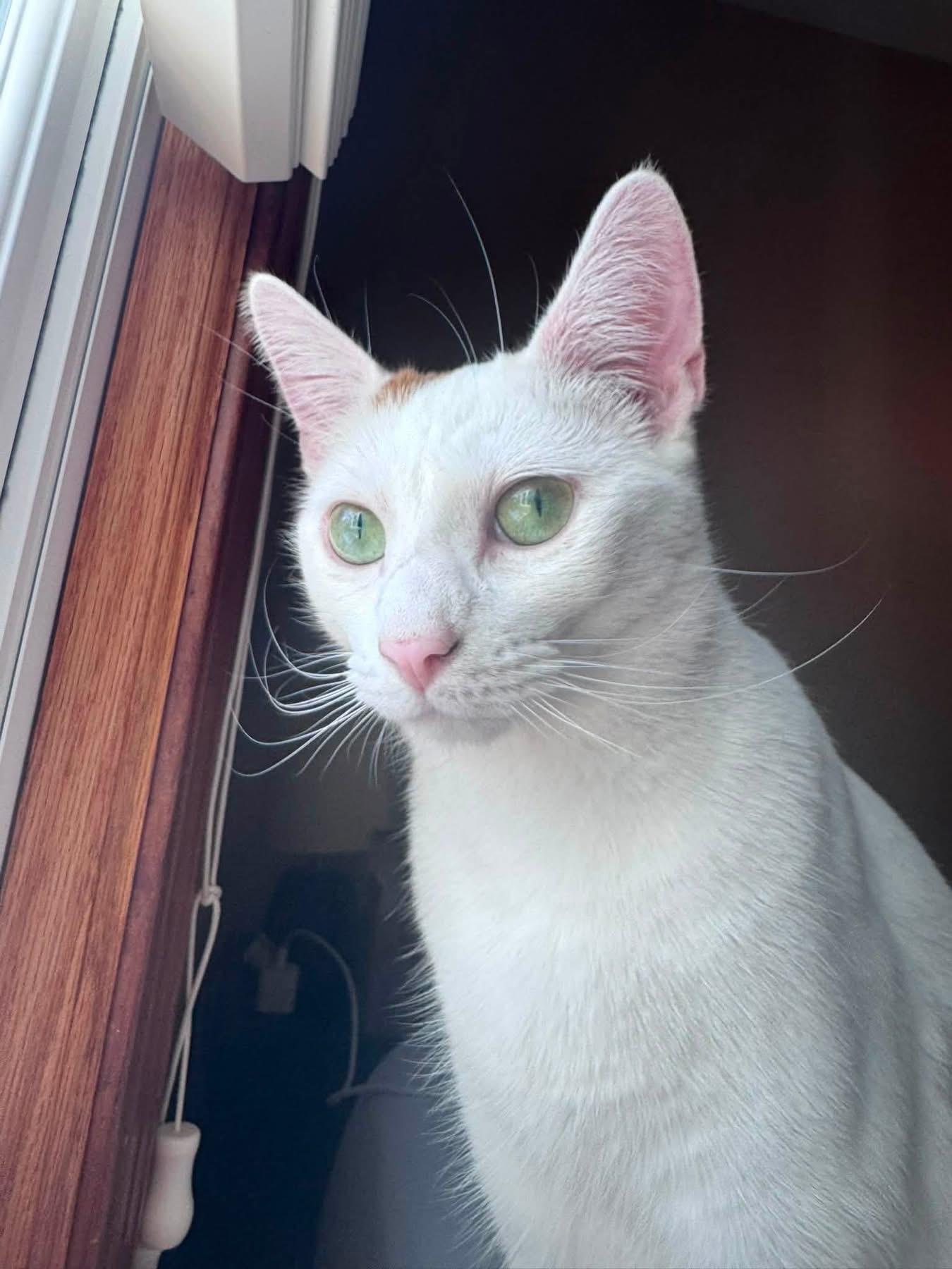 Enlarge Penny & Ralph, a ADOPTABLE Domestic Short Hair in Atwater, OH image 2/3