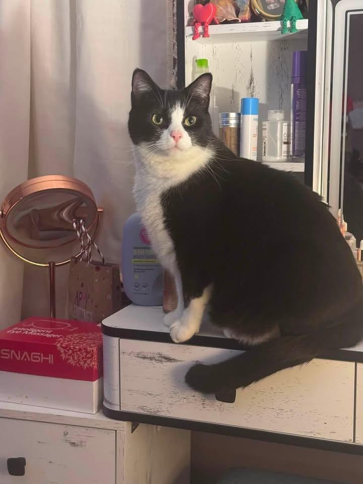 Enlarge Penny & Ralph, a ADOPTABLE Domestic Short Hair in Atwater, OH image 3/3