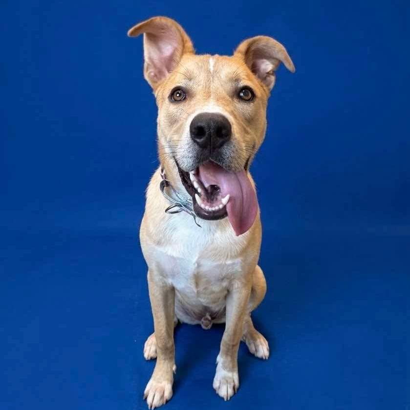 Enlarge Dunkin, a Adoptable mixed breed in Statesboro, GA image 2/4