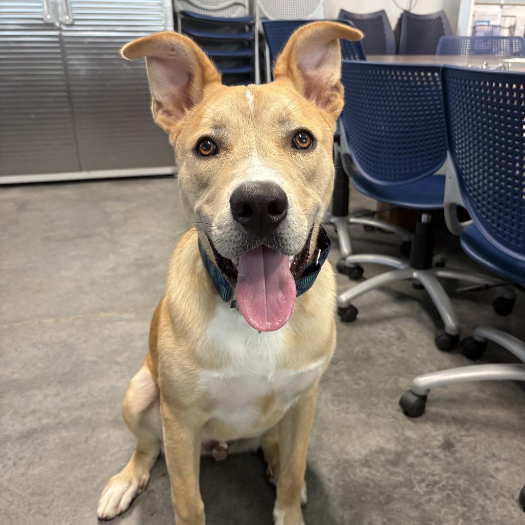 Enlarge Dunkin, a Adoptable mixed breed in Statesboro, GA image 1/4