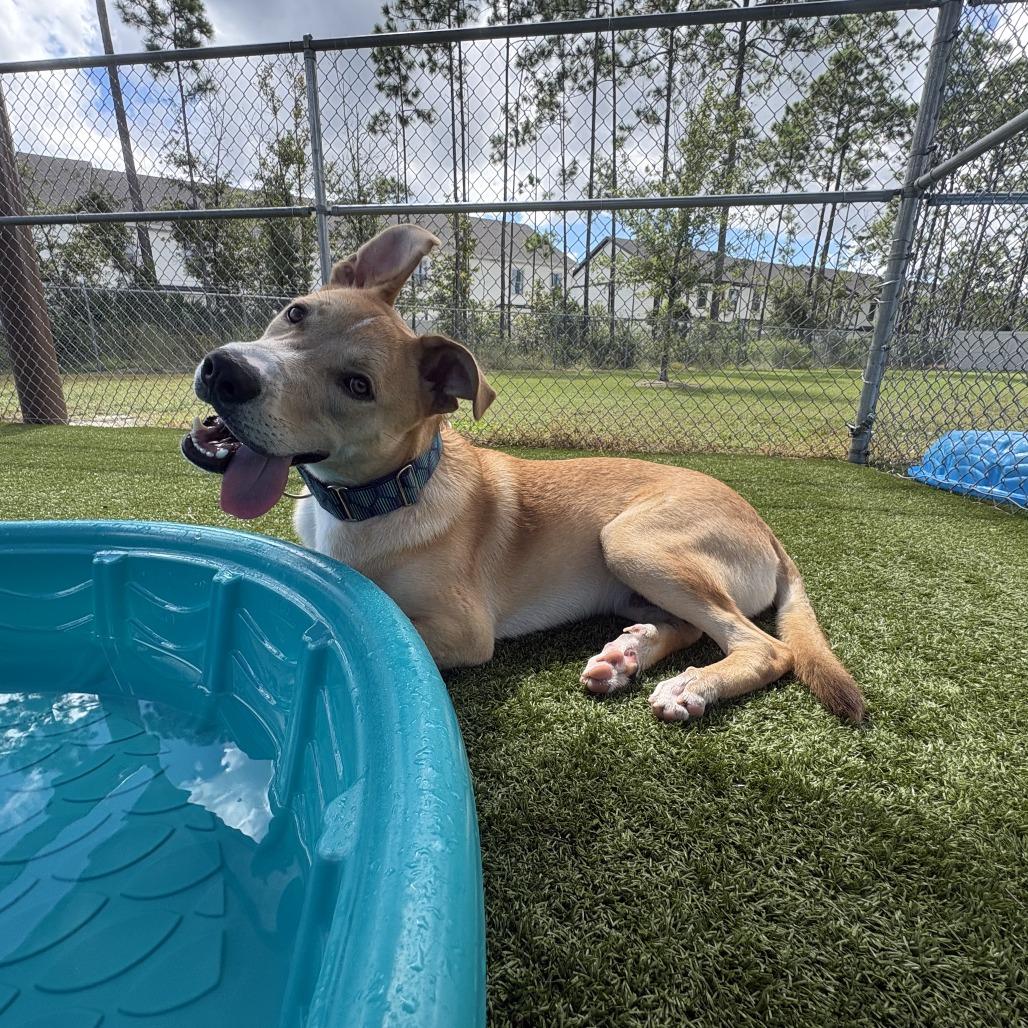Enlarge Dunkin, a Adoptable mixed breed in Statesboro, GA image 4/4