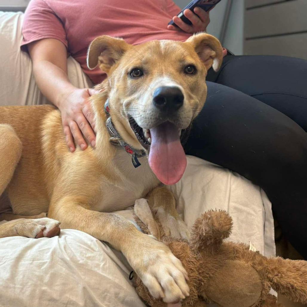 Enlarge Dunkin, a Adoptable mixed breed in Statesboro, GA image 3/4