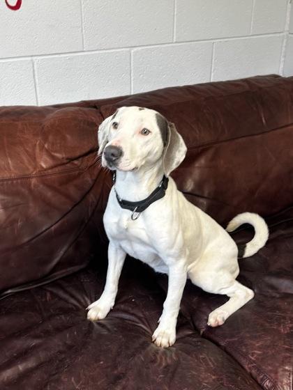 Enlarge Bubbles, a ADOPTABLE Mixed Breed in North Myrtle Beach, SC image 3/4