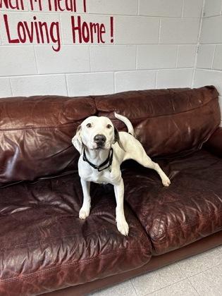 Enlarge Bubbles, a ADOPTABLE Mixed Breed in North Myrtle Beach, SC image 2/4