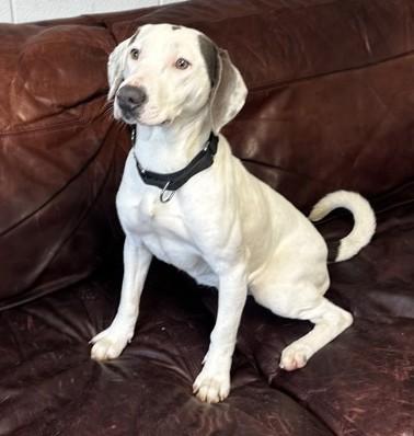 Bubbles, ADOPTABLE, Young Female Mixed Breed.