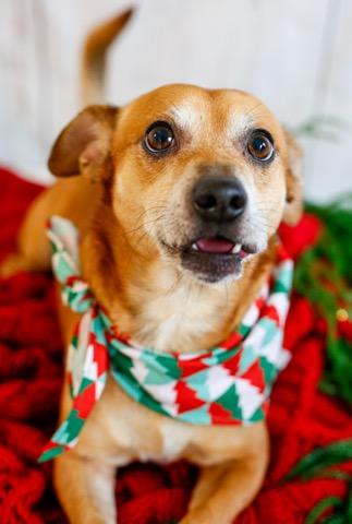 Rudy, an adoptable mixed breed in Greenville, SC image 3/6