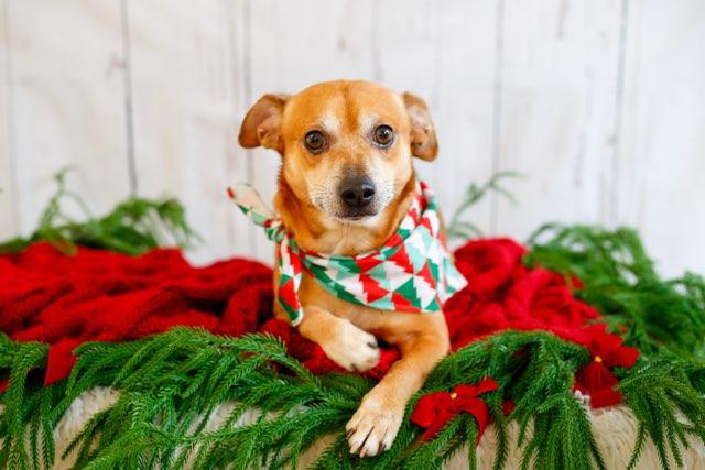 Rudy, an adoptable mixed breed in Greenville, SC image 4/6