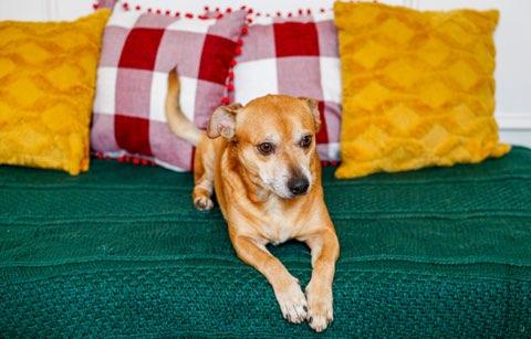 Rudy, ADOPTABLE, Adult Male Corgi & Dachshund.