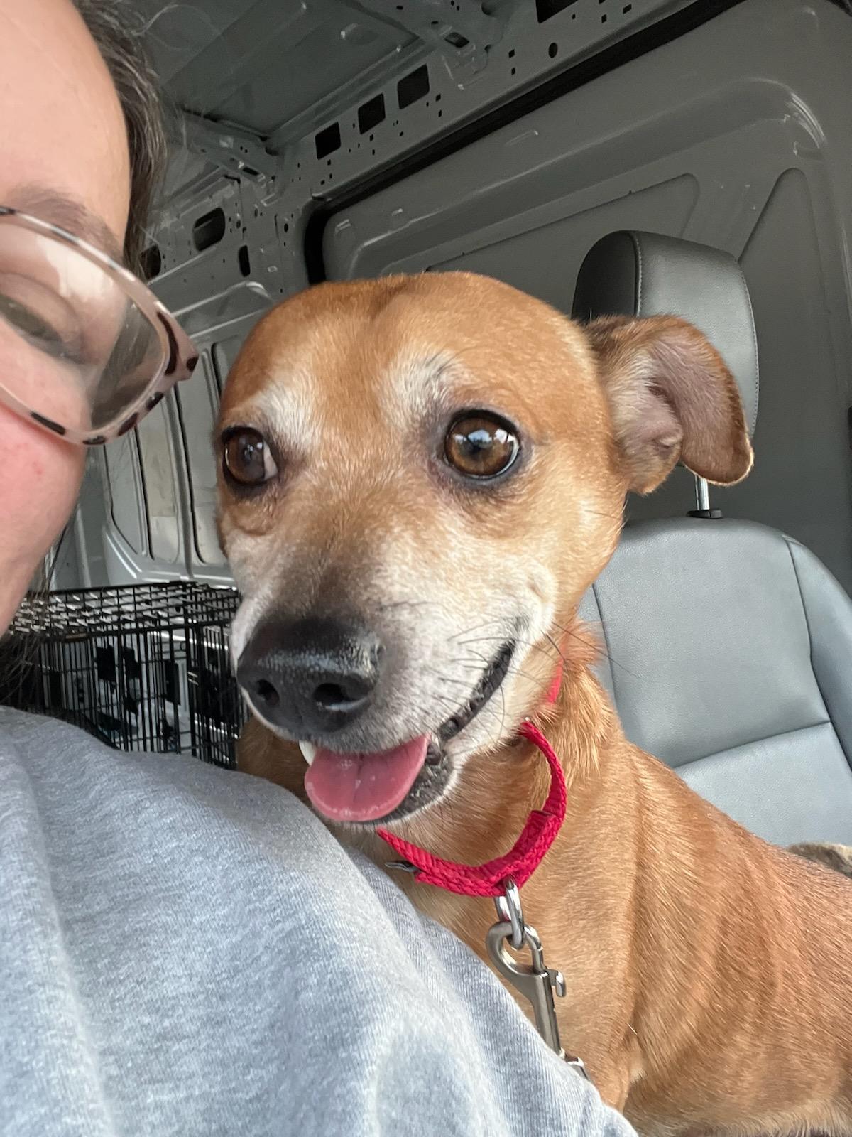 Rudy, an adoptable mixed breed in Greenville, SC image 5/6