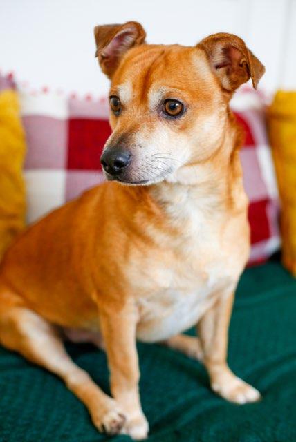 Rudy, an adoptable mixed breed in Greenville, SC image 6/6