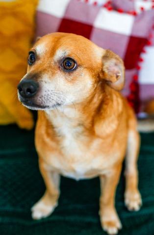 Rudy, an adoptable mixed breed in Greenville, SC image 2/6