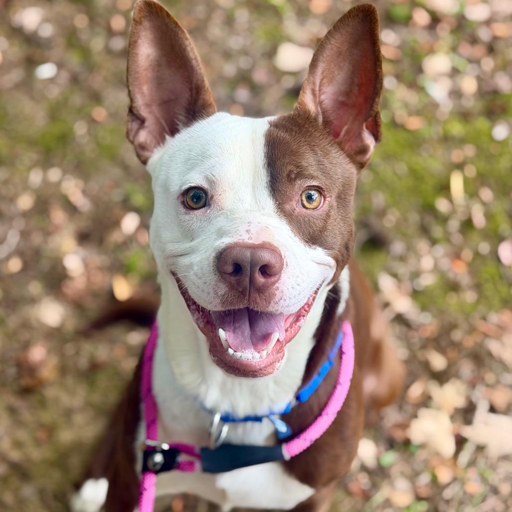 Mud Pie, Adoptable, Young Male Mixed Breed.