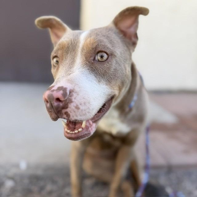 Poppy, Adoptable, Adult Female Pit Bull Terrier & Mixed Breed.