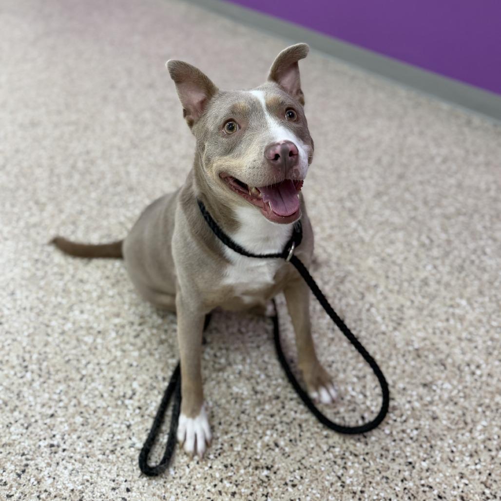 Poppy, Adoptable, Adult Female Pit Bull Terrier & Mixed Breed.