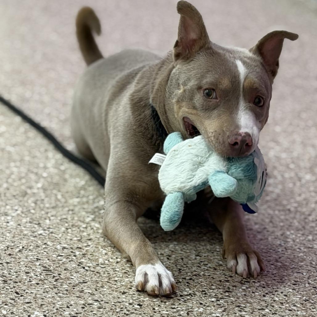 Enlarge Poppy, a Adoptable mixed breed in Bullhead City, AZ image 2/4