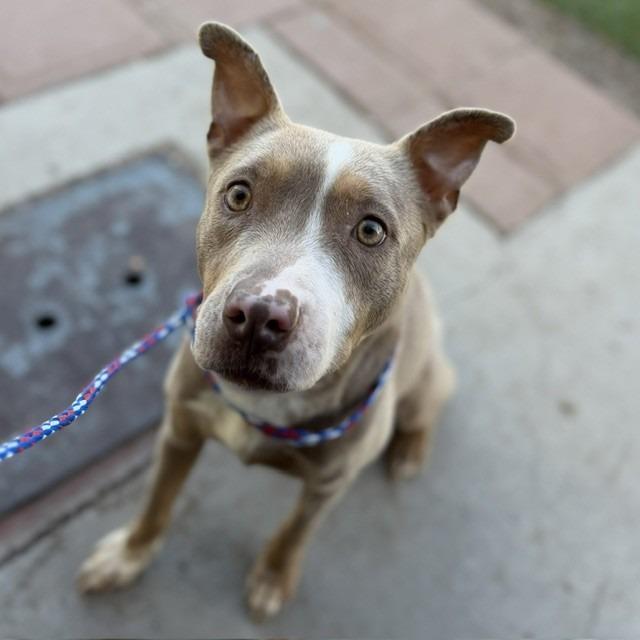 Poppy, a Adoptable mixed breed in Bullhead City, AZ image 2/3