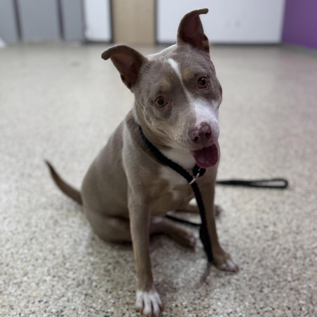 Enlarge Poppy, a Adoptable mixed breed in Bullhead City, AZ image 3/4