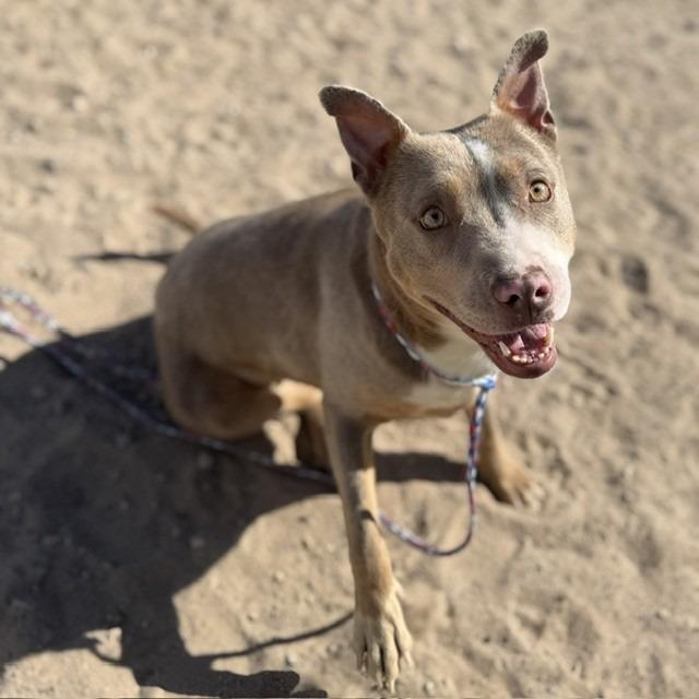 Poppy, a Adoptable mixed breed in Bullhead City, AZ image 3/3