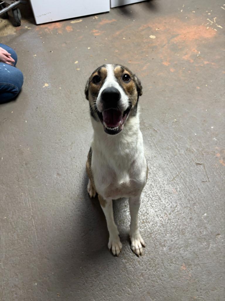 Enlarge Tilly(AC), a Adoptable mixed breed in Russellville, KY image 1/1