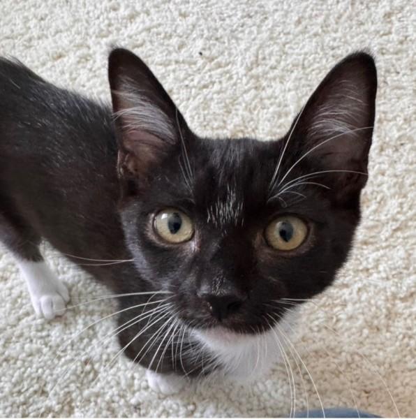 Dapper Dan, Adoptable, Kitten Male Tuxedo & Domestic Short Hair.