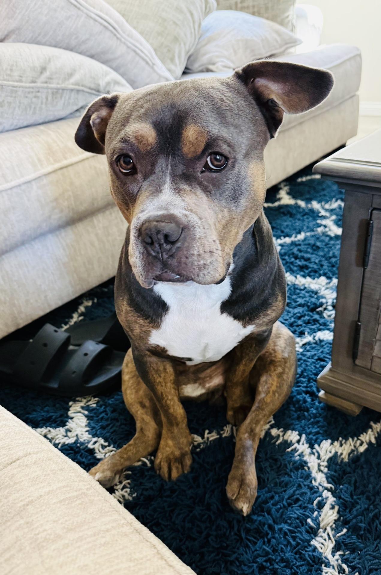 Bruce, Adoptable, Adult Male Pit Bull Terrier.