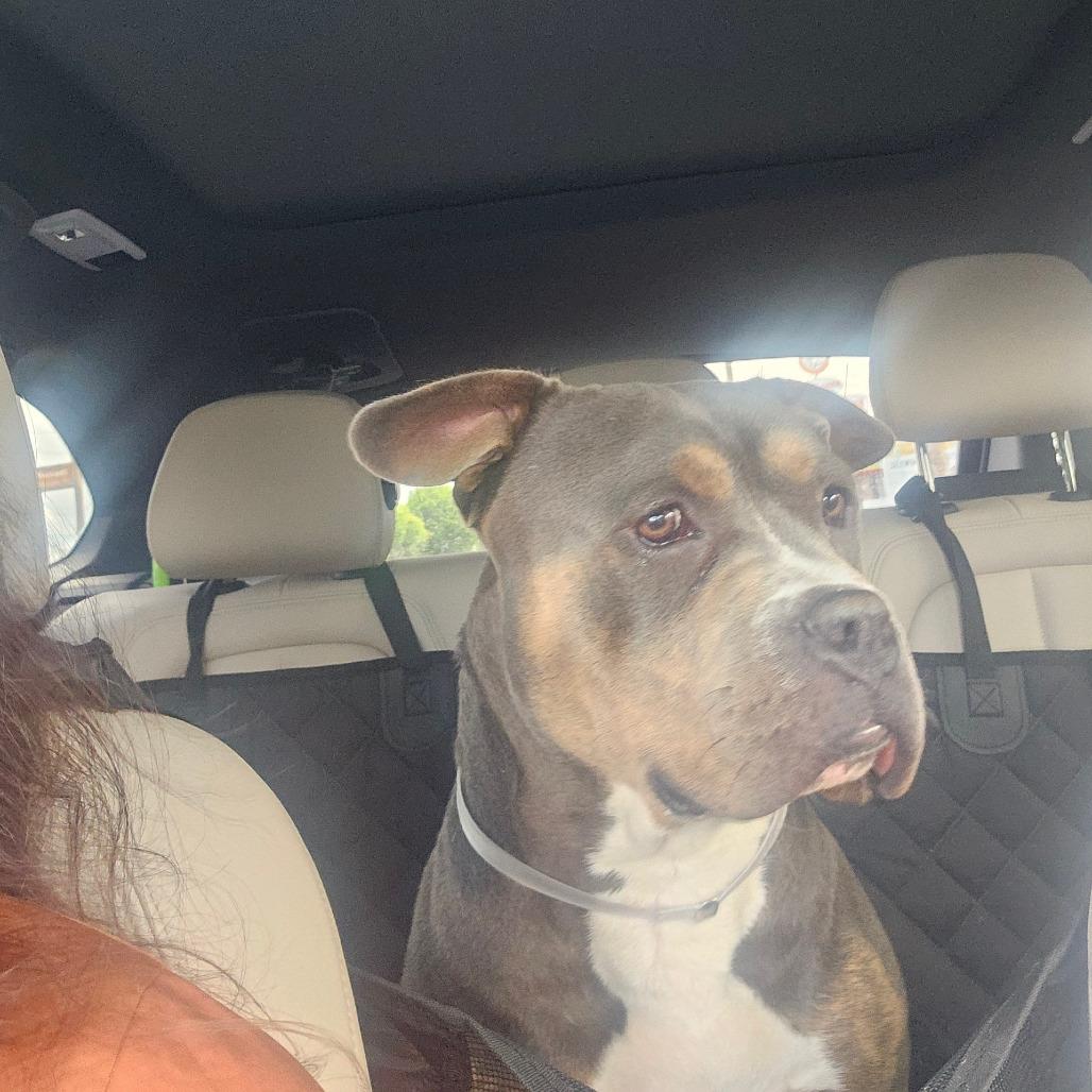 Enlarge Bruce, a Adoptable Pit Bull Terrier in Canyon Country , CA image 5/6