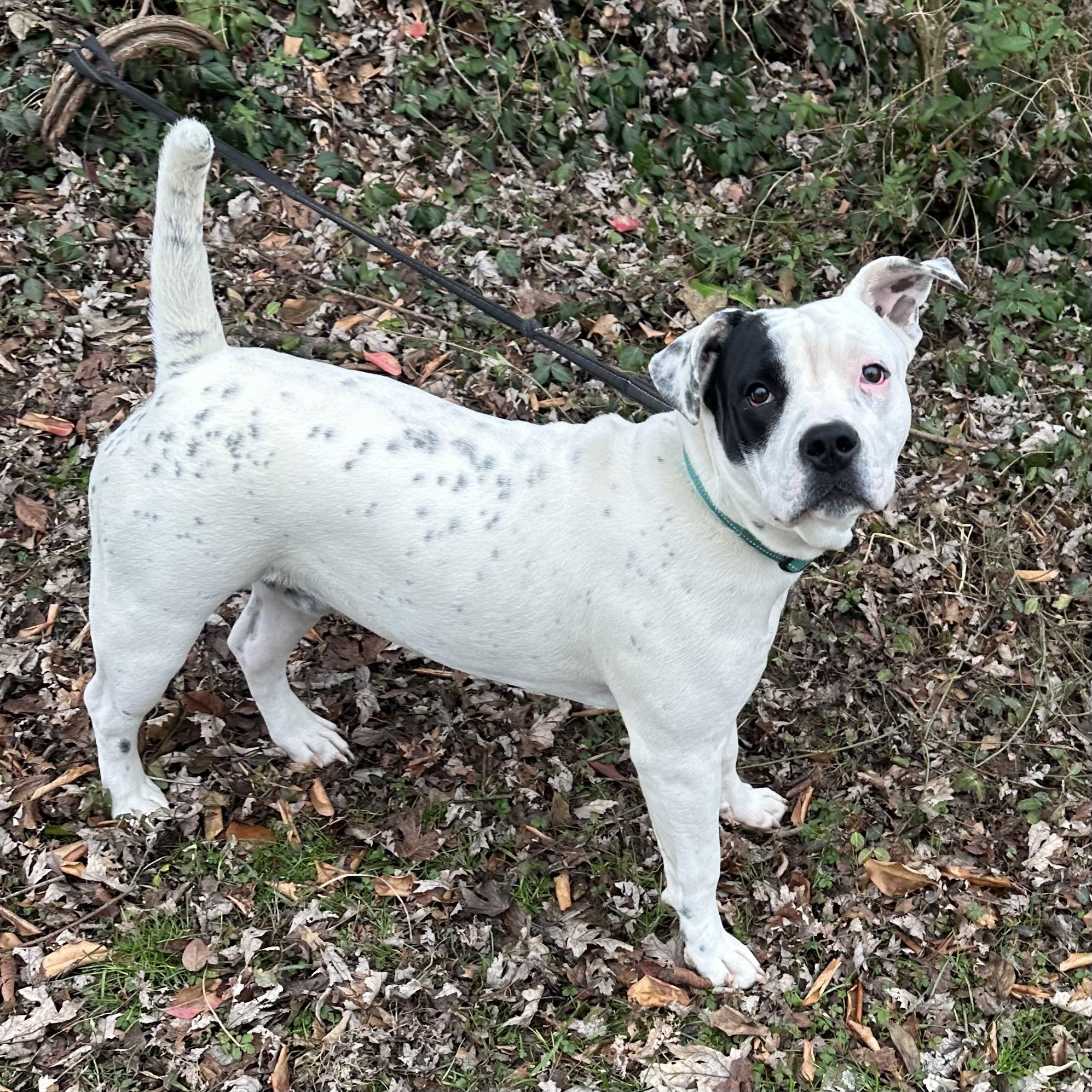 Tony Danza, ADOPTABLE, Young Male American Bulldog.