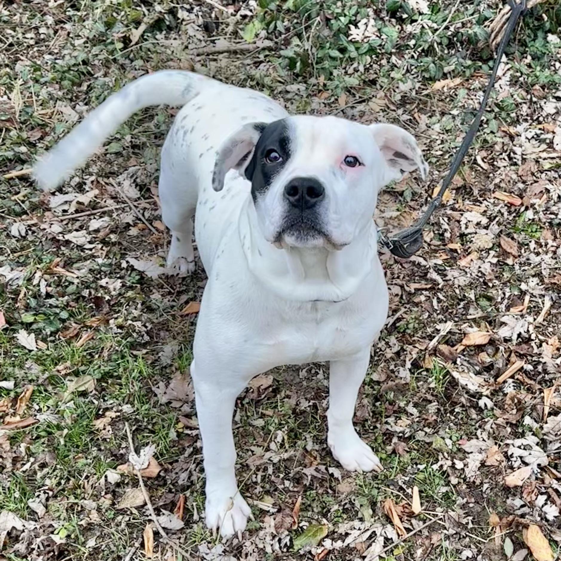 Enlarge Tony Danza, a ADOPTABLE mixed breed in Maysville, KY image 2/5