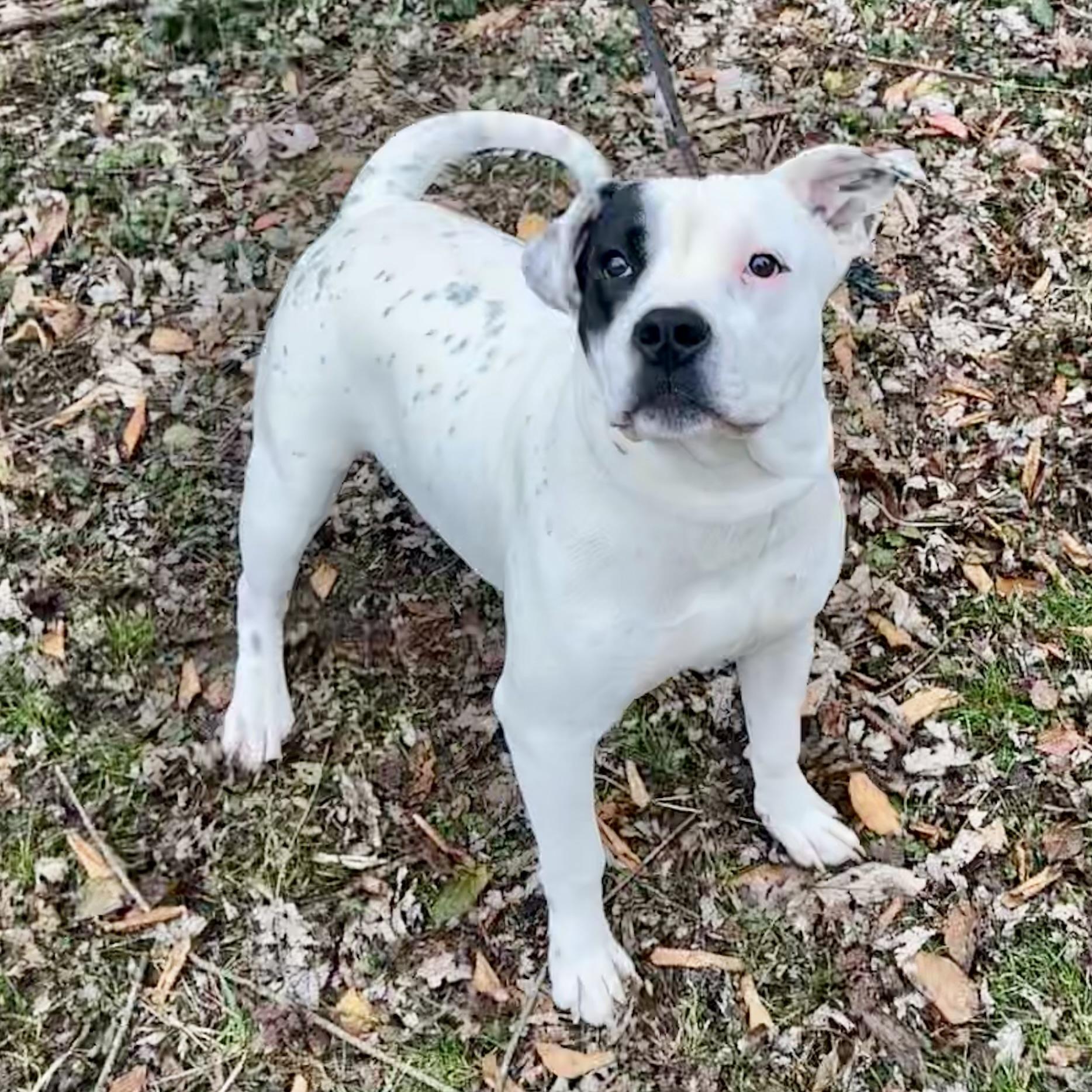 Enlarge Tony Danza, a ADOPTABLE mixed breed in Maysville, KY image 5/5