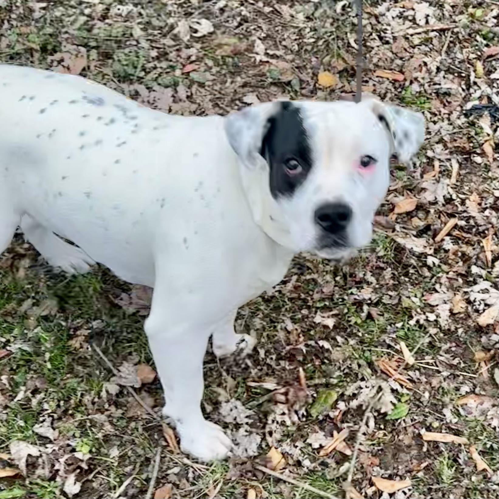 Tony Danza thumbnail 4