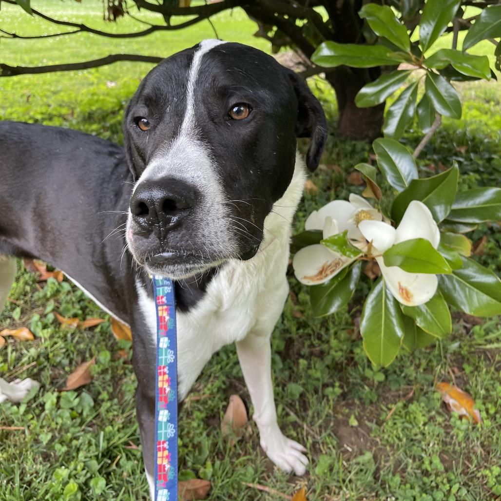 Moose Mellow FC, Adoptable, Adult Male Mixed Breed.