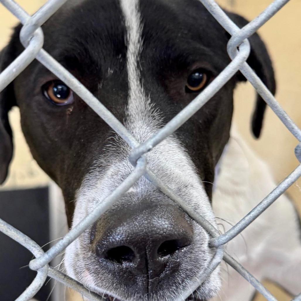 Moose Mellow FC, a Adoptable Mixed Breed in Union, MO image 2/6