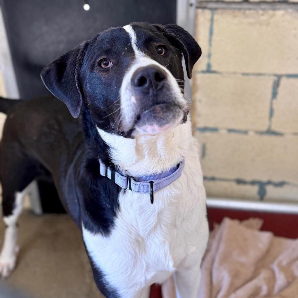 Moose Mellow FC, a Adoptable Mixed Breed in Union, MO image 3/6