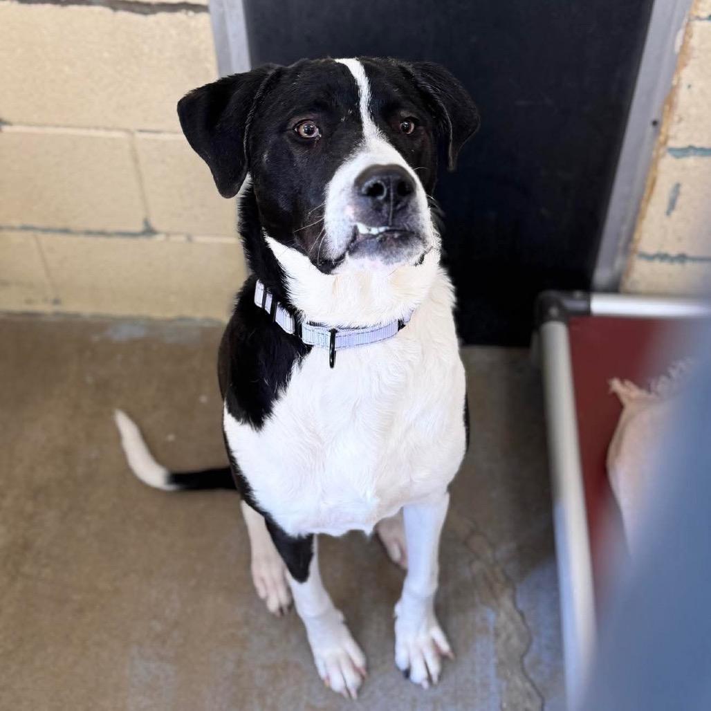 Moose Mellow FC, a Adoptable Mixed Breed in Union, MO image 4/6