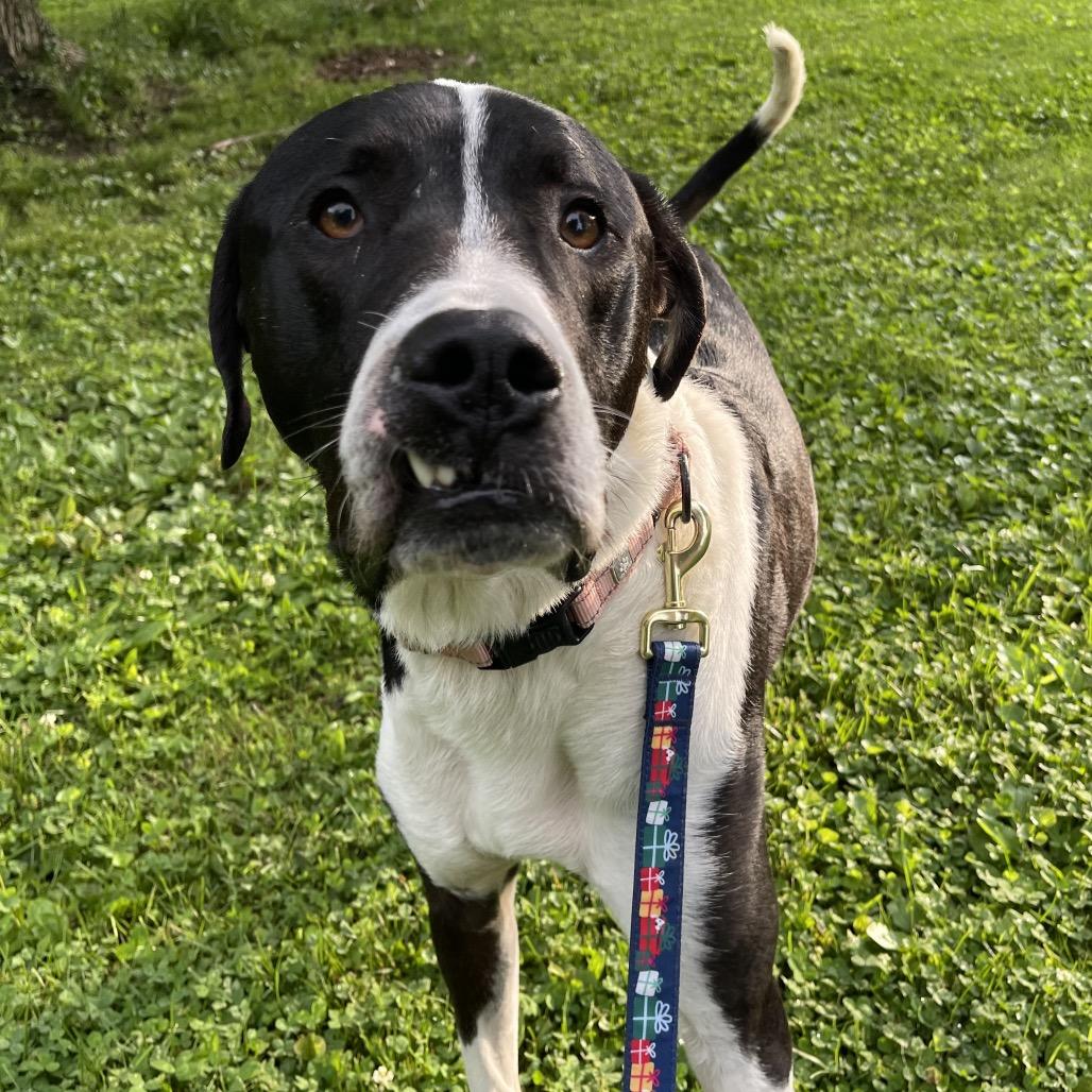 Moose Mellow FC, a Adoptable Mixed Breed in Union, MO image 5/6
