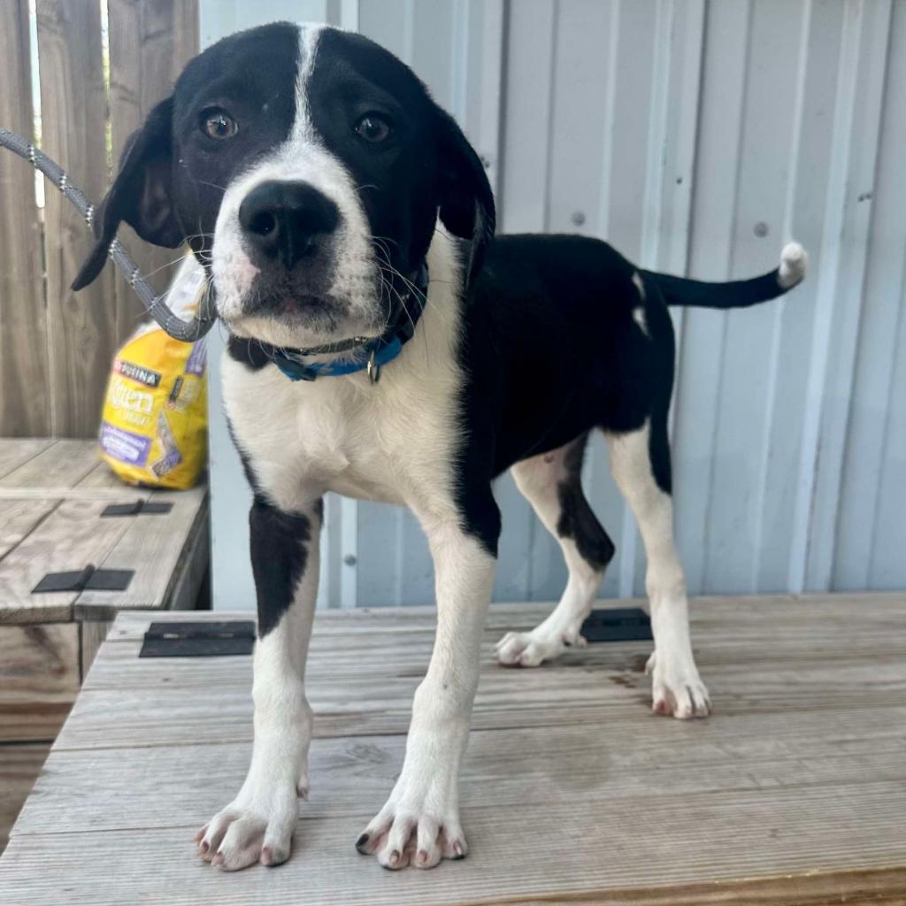Moose Mellow FC, a Adoptable Mixed Breed in Union, MO image 6/6