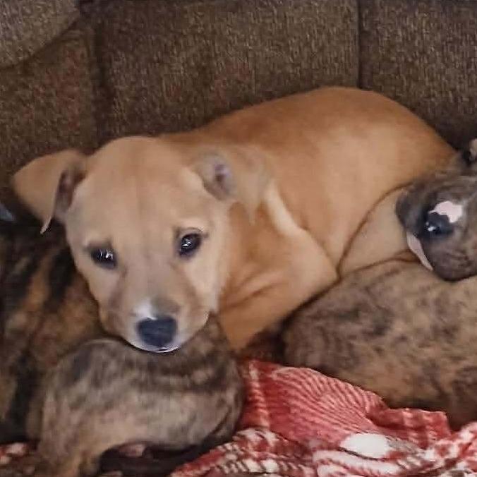 Enlarge Conner, a Adoptable mixed breed in Edwards, IL image 1/1