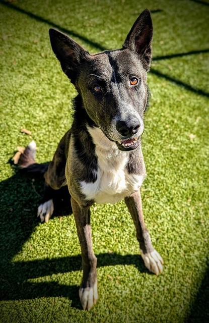 RICO, Adoptable, Adult Male Ibizan Hound & Dogo Argentino.
