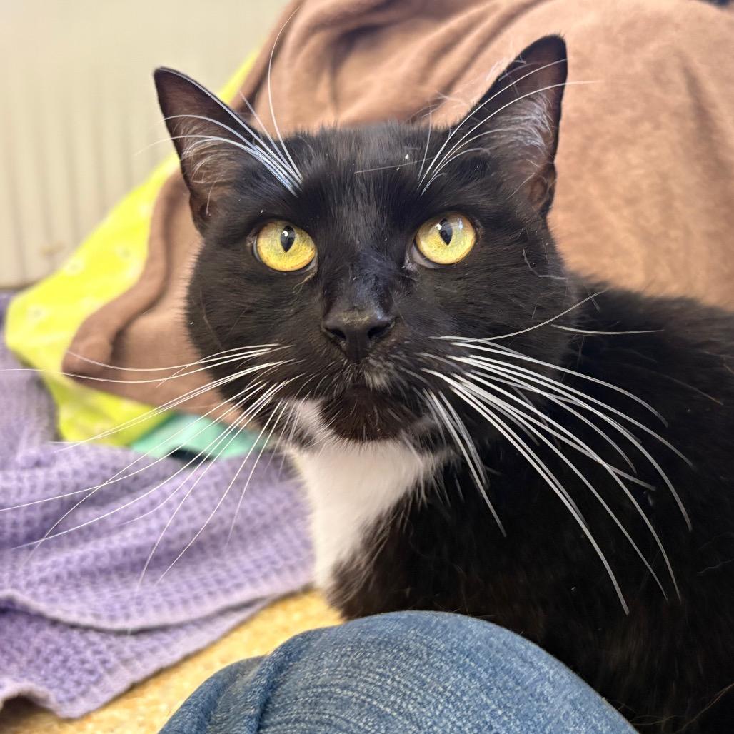 Sassy, a Adoptable Domestic Short Hair in Santa Barbara, CA image 1/6