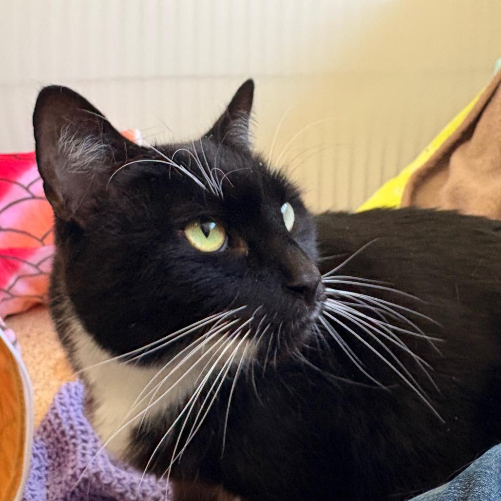 Sassy, a Adoptable Domestic Short Hair in Santa Barbara, CA image 2/6