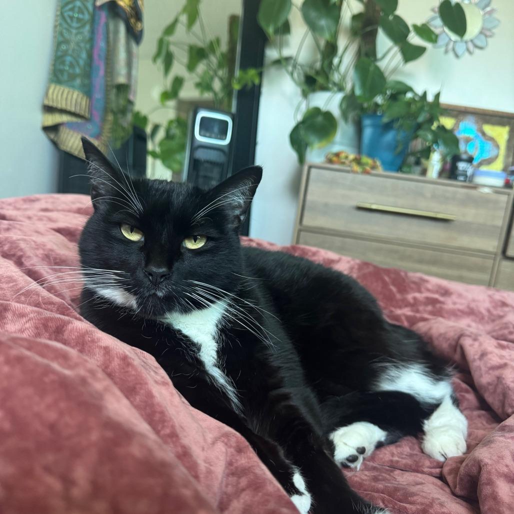 Enlarge Sassy, a Adoptable Domestic Short Hair in Santa Barbara, CA image 3/6