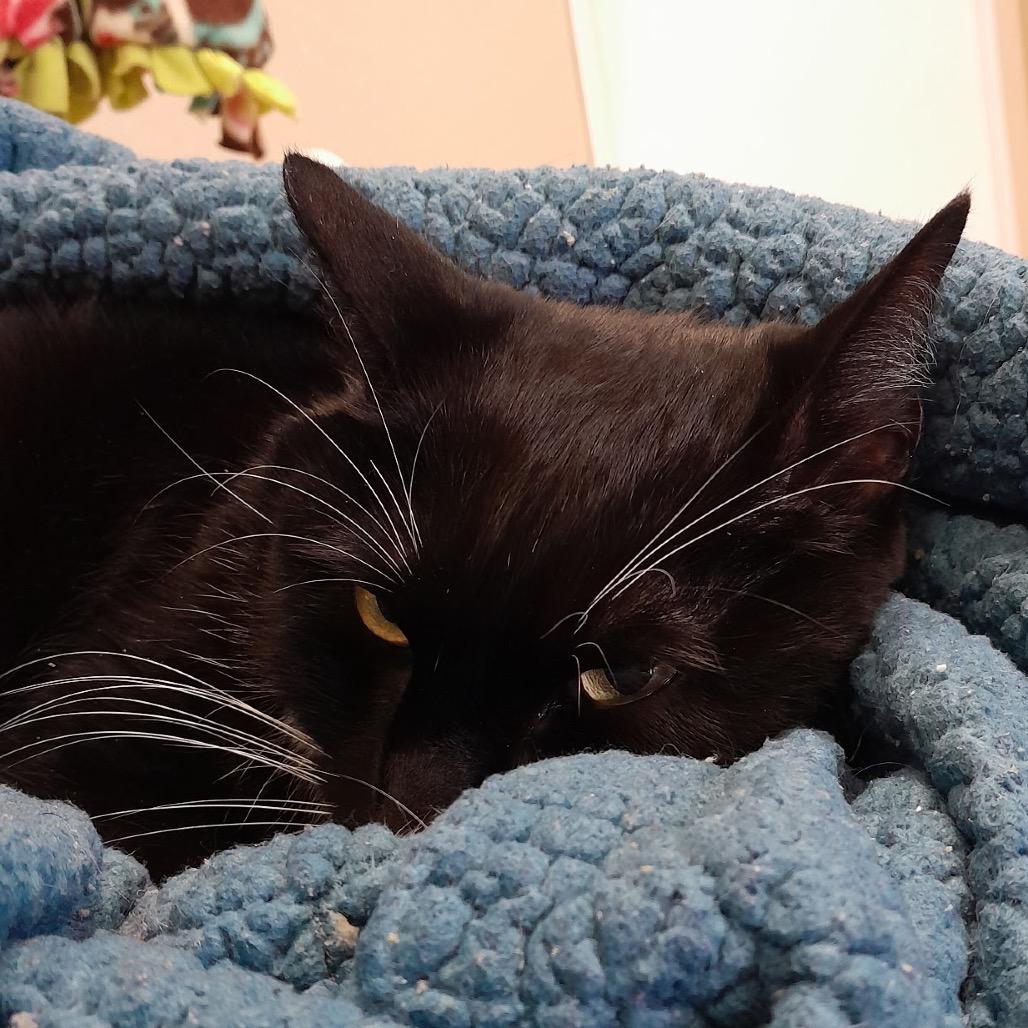 Sassy, a Adoptable Domestic Short Hair in Santa Barbara, CA image 3/6