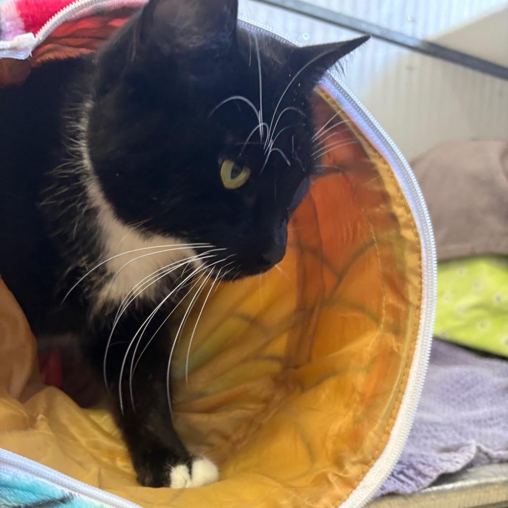 Sassy, a Adoptable Domestic Short Hair in Santa Barbara, CA image 4/6