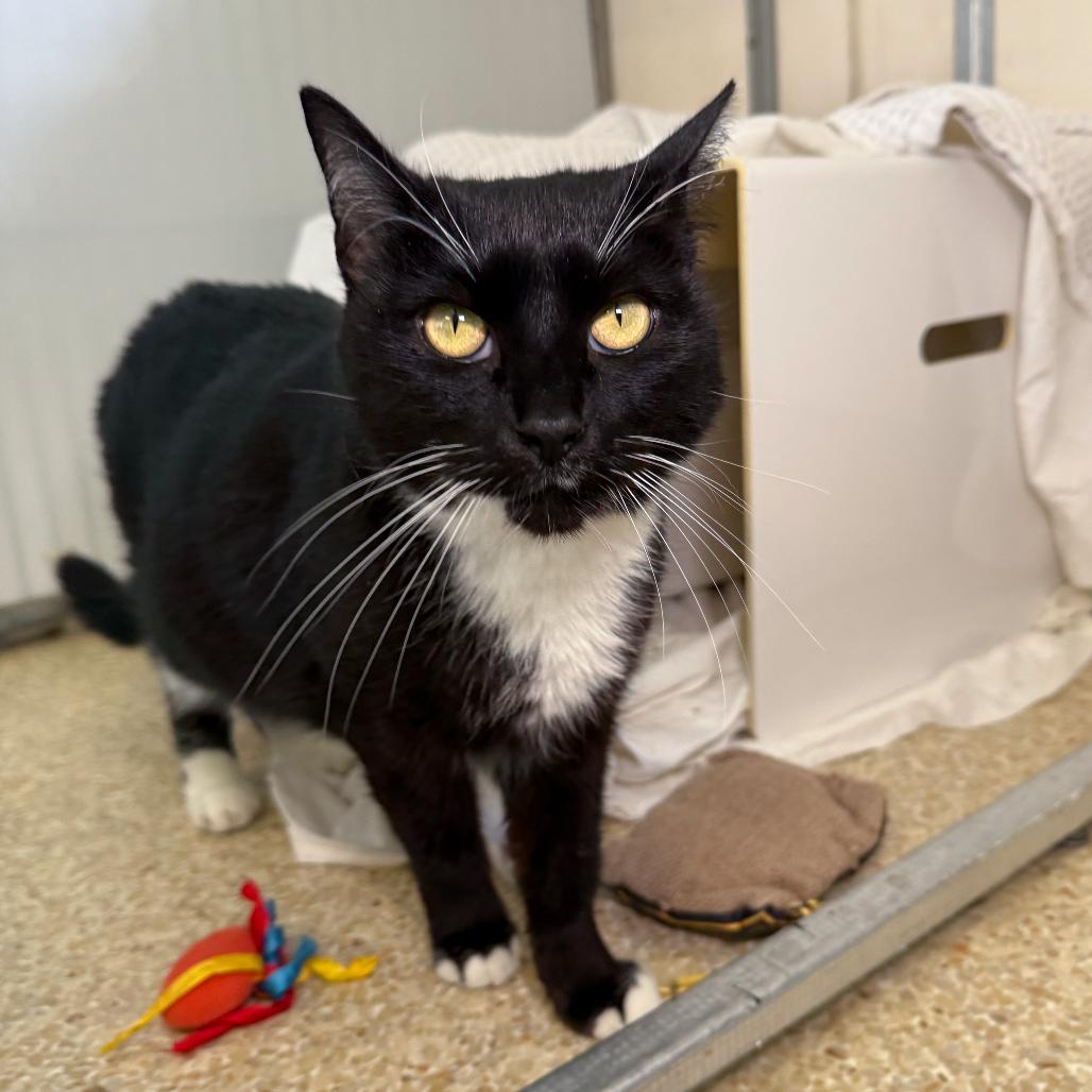 Sassy, a Adoptable Domestic Short Hair in Santa Barbara, CA image 5/6