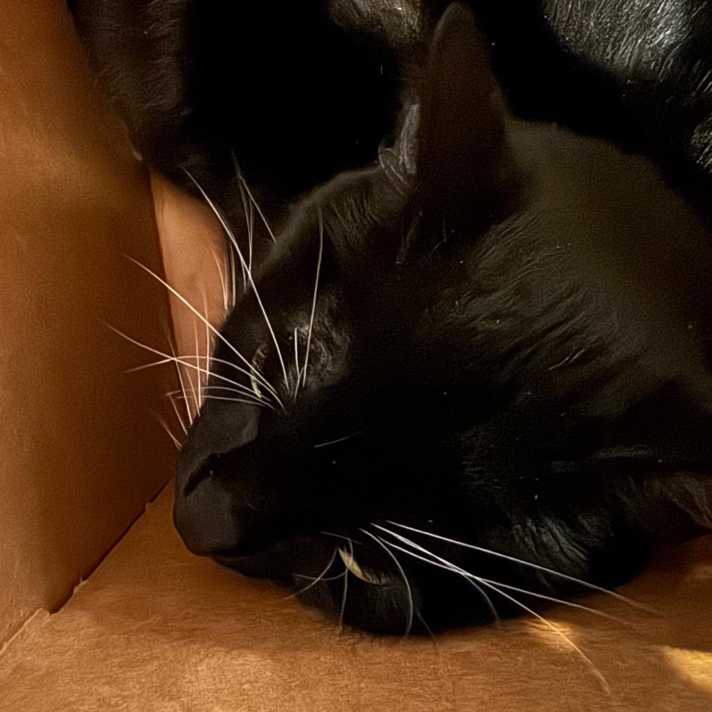 Sassy, a Adoptable Domestic Short Hair in Santa Barbara, CA image 6/6