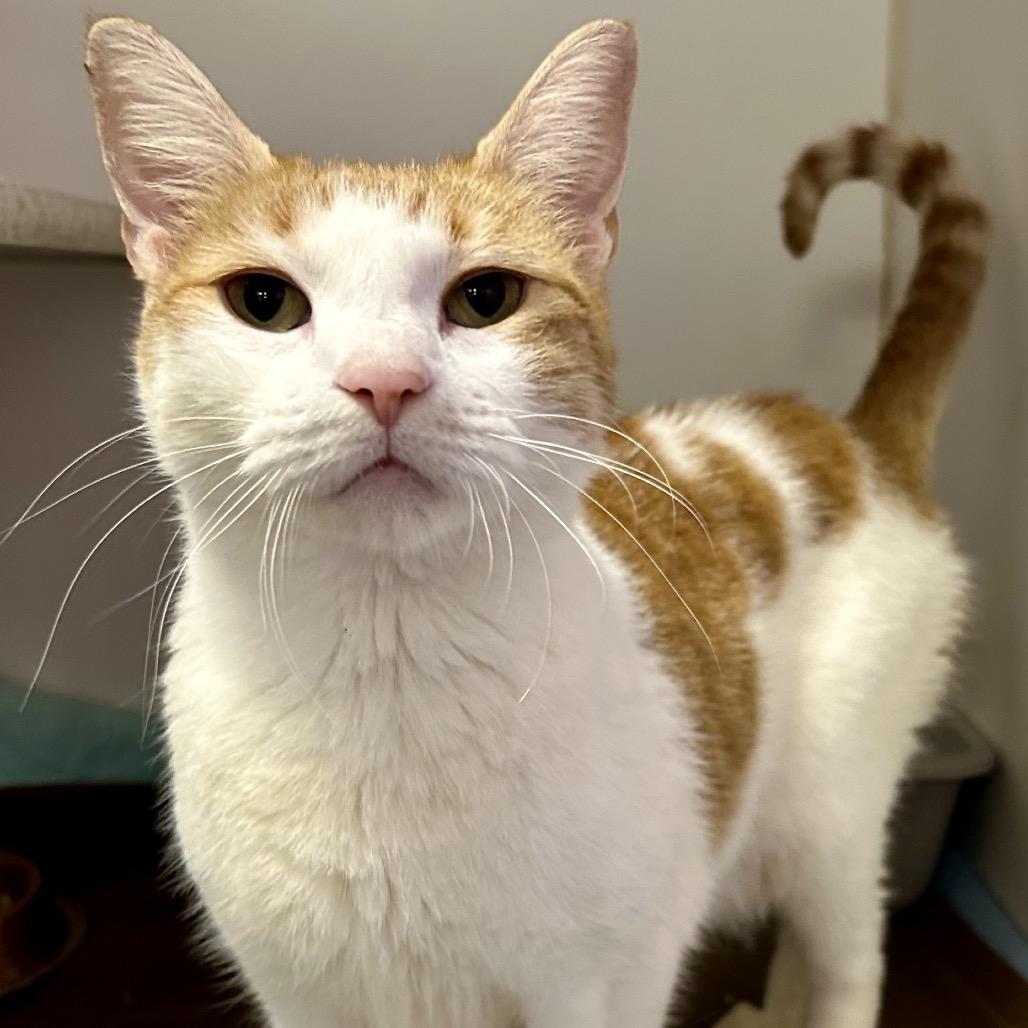 Margie, Adoptable, Adult Female Domestic Short Hair.